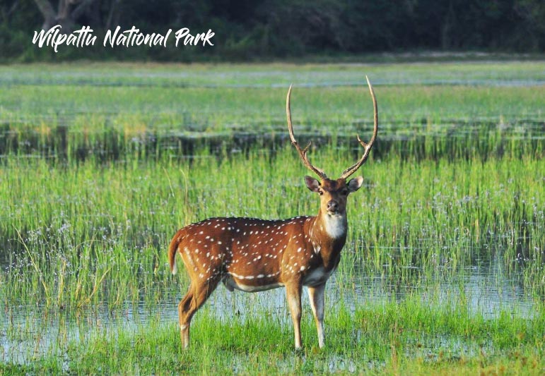 Wilpattu National Park